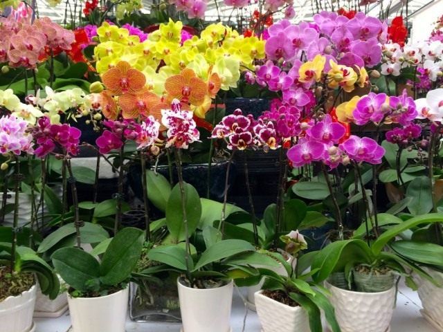 Вибір орхідей в магазині