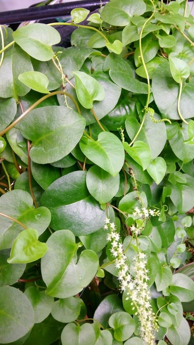Анредера серцелиста (Anredera cordifolia)