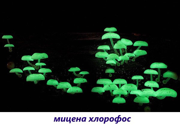 гриби міцена хлорофос
