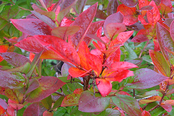 осіннє листя лохини високорослої