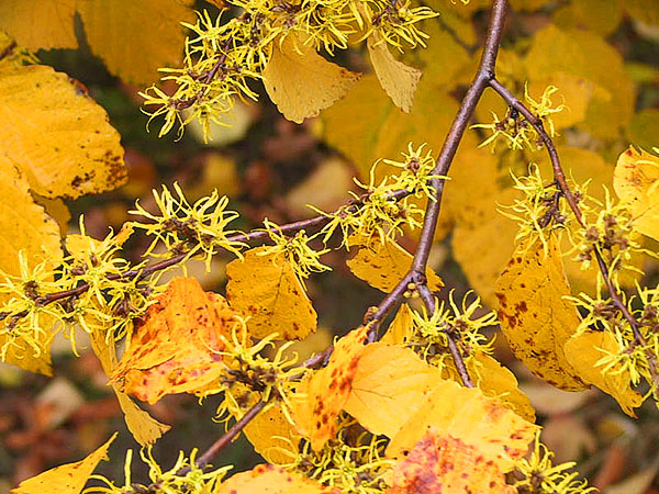 гамамелис віргінський восени