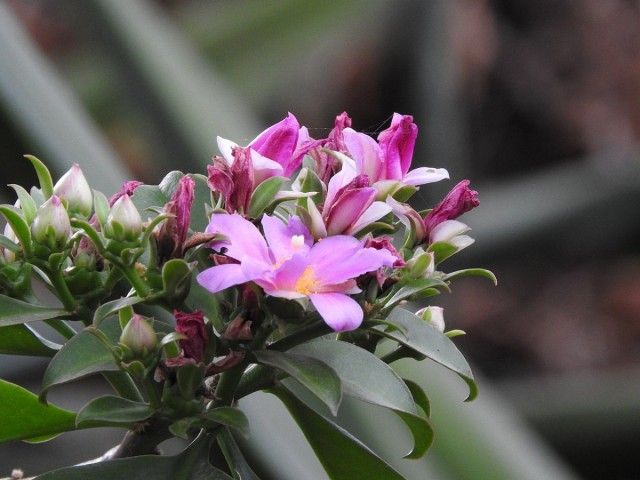 Переськия большецветковая (Pereskia grandiflora)