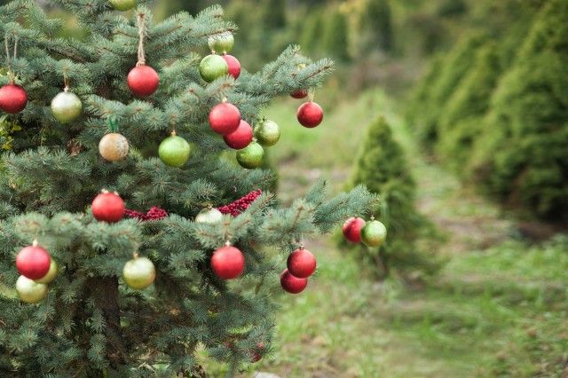 Різдвяне дерево в саду - кращі хвойні породи, види і сорти