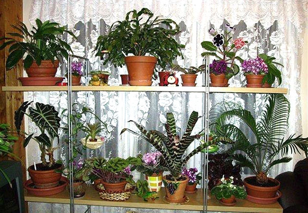 кімнатні рослини в лютому