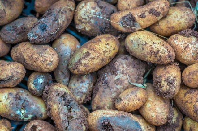 Якщо вчасно не помітити і не запобігти поширенню захворювання, можна позбутися всього зібраного врожаю картоплі