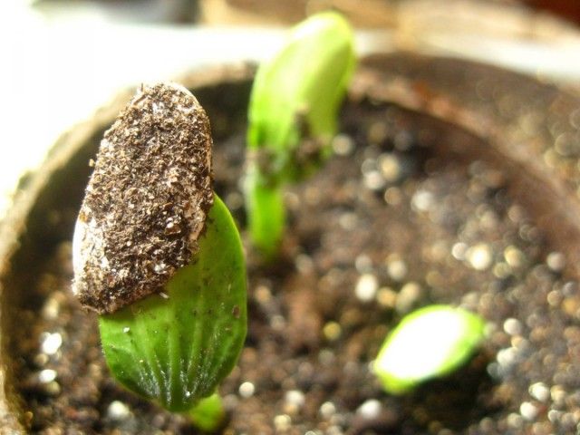 Сходи насіння гарбуза, посіяної на розсаду