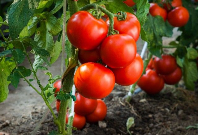 Вирощуємо томати без розсади - сорти, переваги та недоліки методу