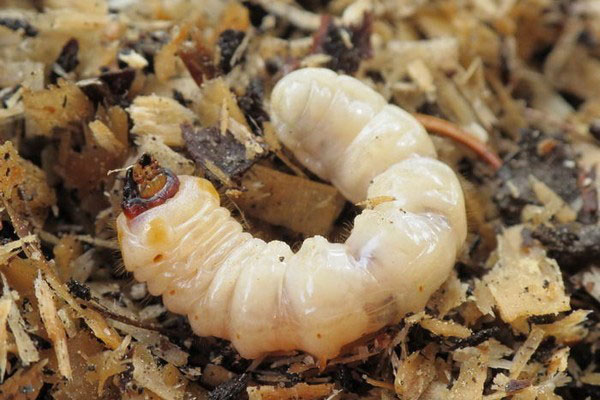 личинка жука вусаня
