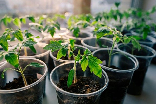 Забезпечте кожному саджанця томата достатньо місця для нормального росту, розвитку і розгалуження