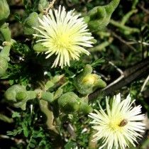 Мезембріантемум білоквітковий, або Аптенія белоцветковая (Mesembryanthemum geniculiflorum)