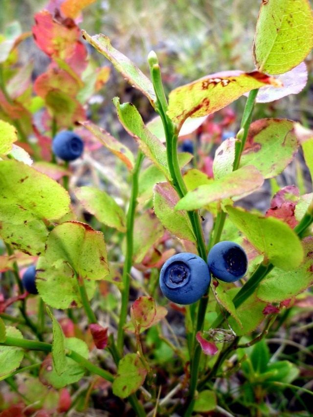Чорниця, або чорниця звичайна, або чорниця міртолістная (Vaccinium myrtillus)