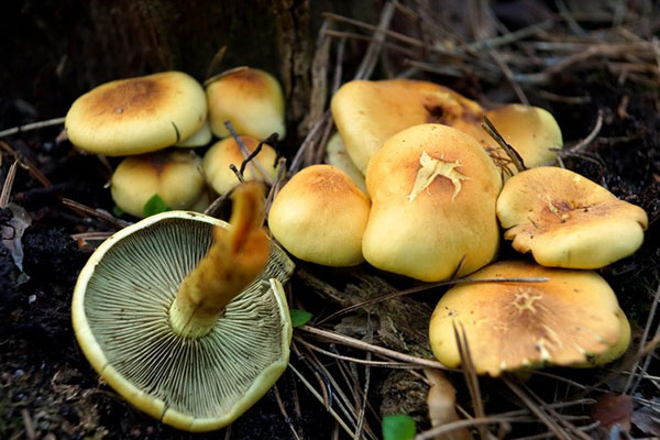 Сірчано-жовтий гриб