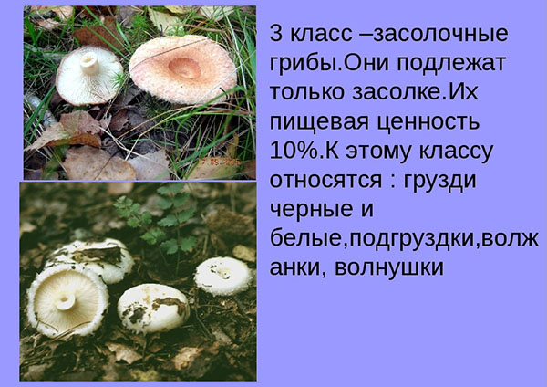 засолювальні гриби