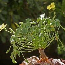 Оксаліс мегалоріза (Oxalis megalorrhiza), раніше Кислиця сукулентних (Oxalis succulenta)