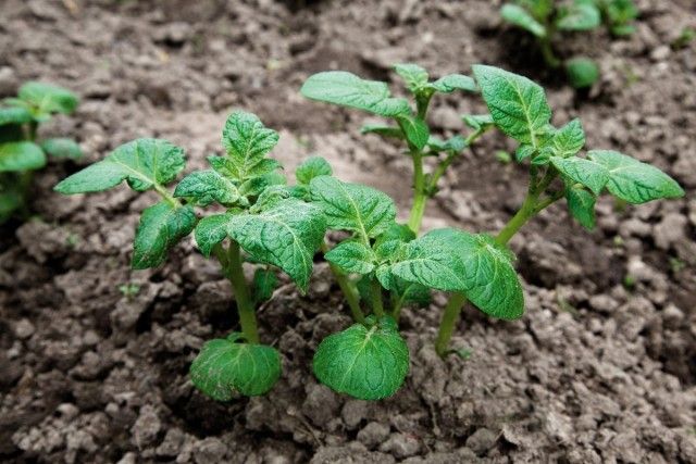 Гербіцид вибіркової дії «лазуриту» не завдає шкоди посівам картоплі