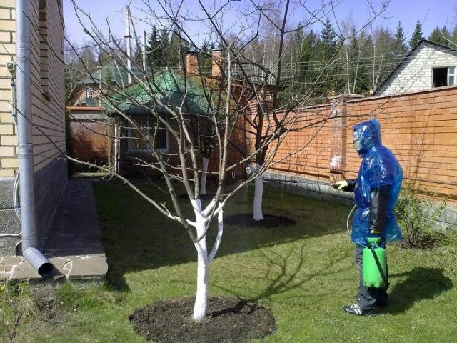 Обприскування дерев ранньою весною