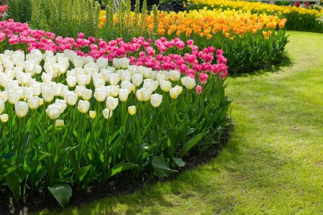 Моноцветнікі - елемент оформлення переважно регулярного саду