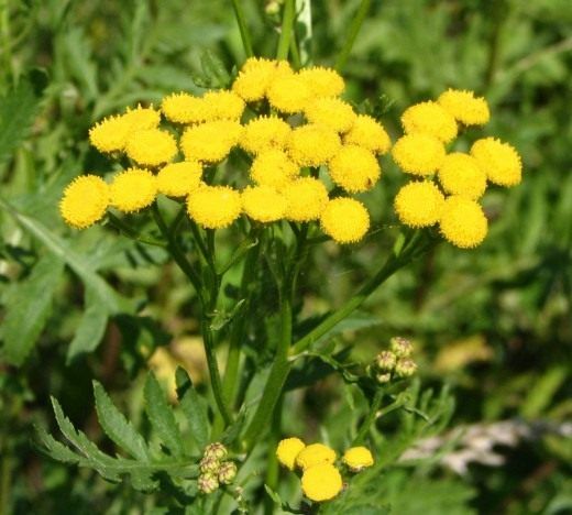 Пижмо звичайне (Common Tansy, Bitter Buttons, Cow Bitter, Mugwort, or Golden Buttons)