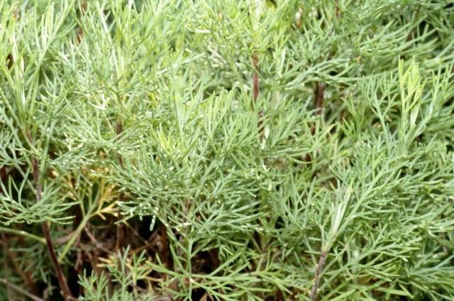 Полин лікувальна, або полин висока, або полин лимонна (лат. Artemisia abrotanum)