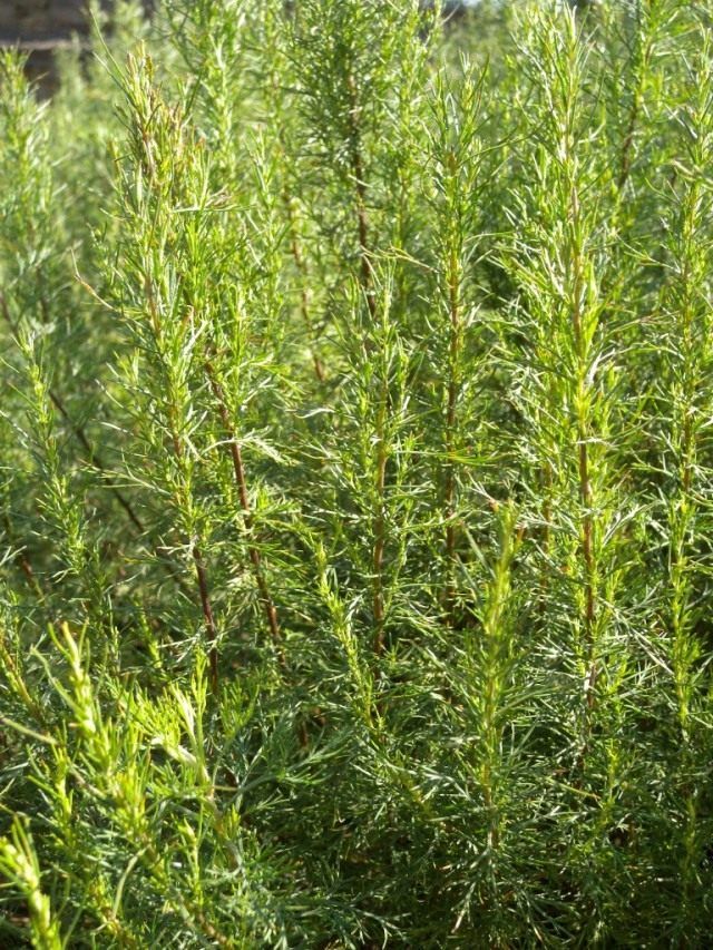 Полин лікувальна, або полин висока, або полин лимонна (лат. Artemisia abrotanum)