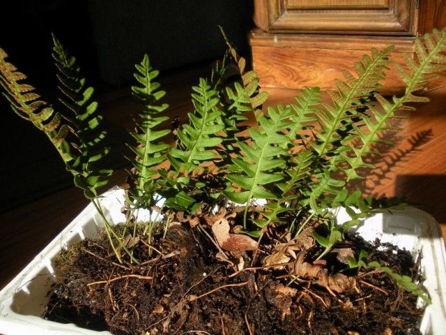 Поліподіум віргінський (Polypodium virginianum)