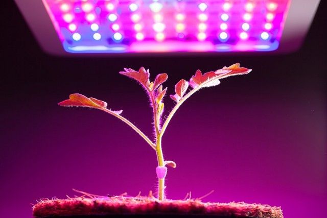 Правильна фітолампи - вибираємо світильник для досвітки рослин