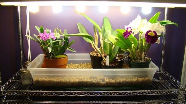 Для рослин важливо не тільки кількість світла, але і якість