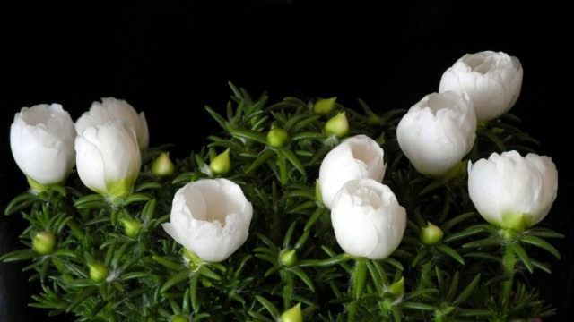 Притулок великоквіткова (Portulaca grandiflora)