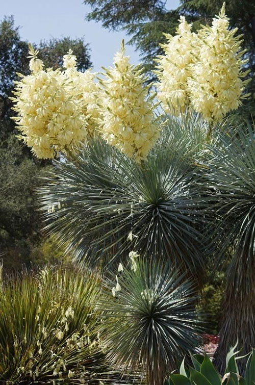 Цвітіння Yucca rostrata