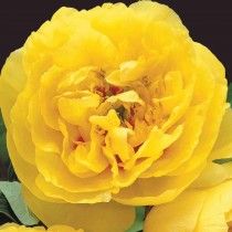 Півонія ІТО-гібрид Йеллоу Краун (Yellow Crown)