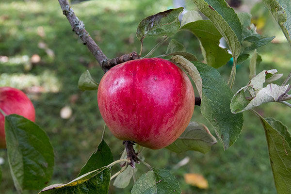 сорт яблуні Услід
