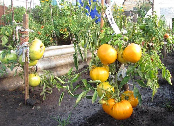 томати сорту Хурма