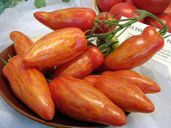 томат смугастий