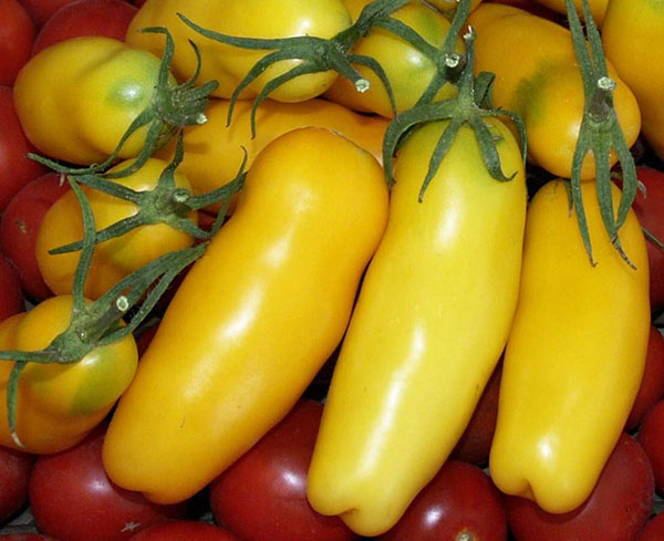 томат перцевідние жовтий