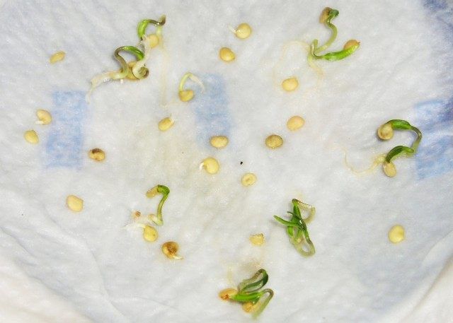 Пророщування насіння перцю на вологій тканині