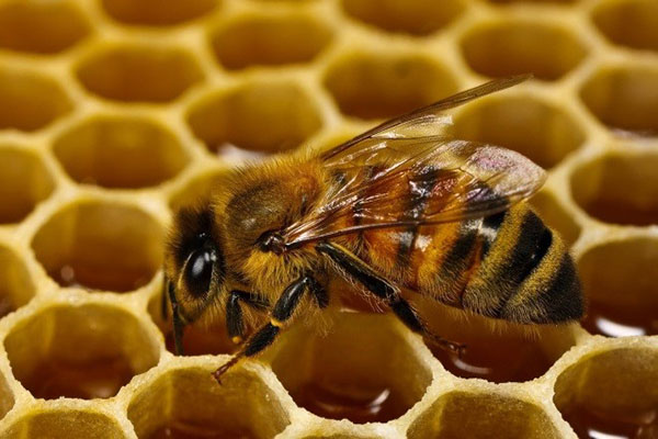 лікування бджіл лозевалем