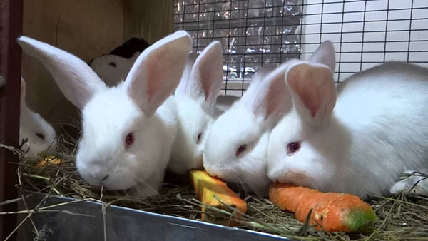 лозеваль для лікування кроликів