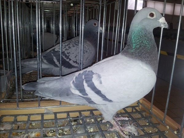 лозеваль для лікування голубів