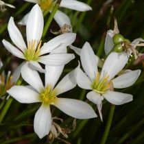 Зефирантес білий (Zephyranthes candida)