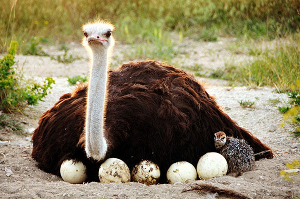розмноження страусів