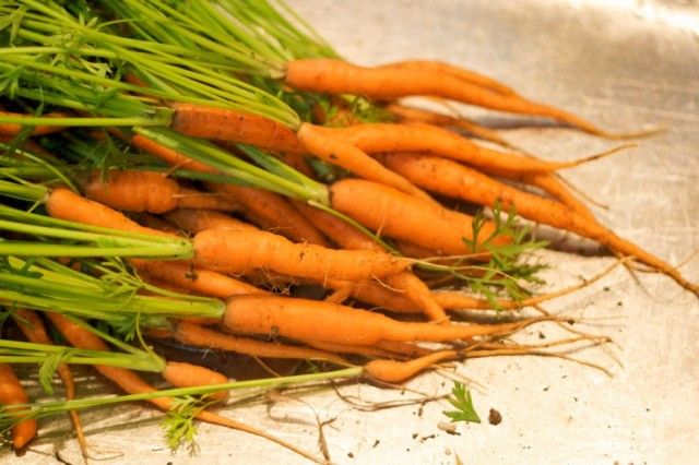 Морква невеликого розміру відрізняється ніжним, солодким смаком