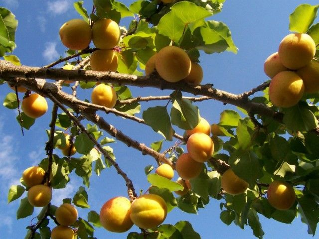 Абрикосова дерево з плодами