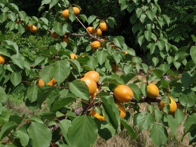 Плоди абрикоса на гілках