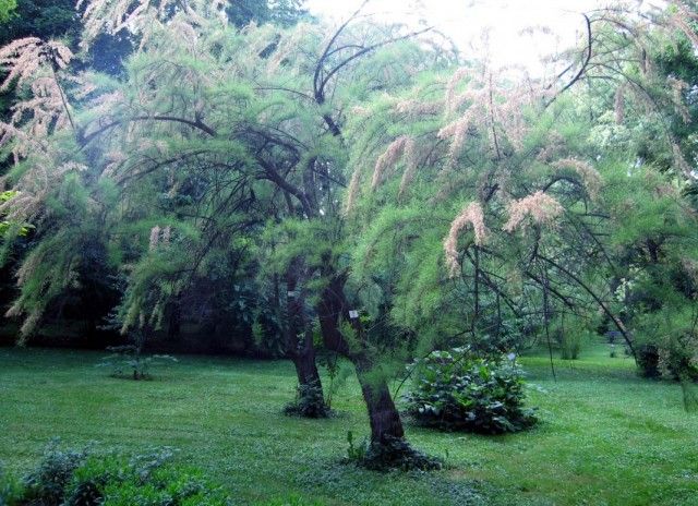 Гребенщиков, або Тамарікс (Tamarix), зростаючий деревом