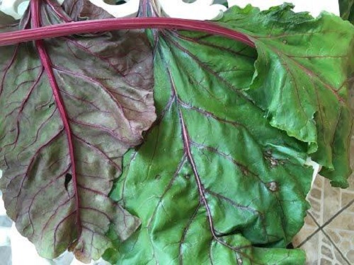 Способи боротьби з червонінням листя буряків