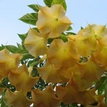 Дурман, або Датура з жовтими квітками