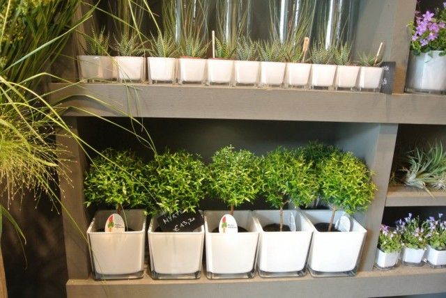 Полиці з кімнатними рослинами у флористичному магазині