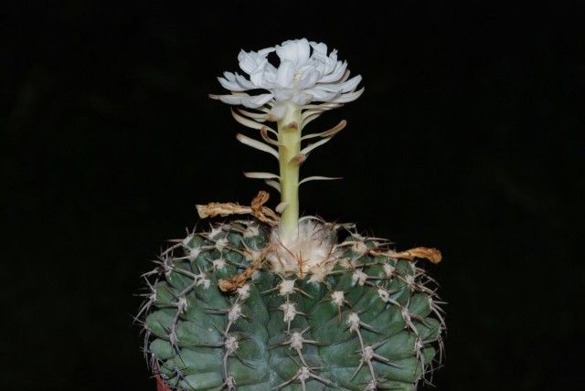 Діскокактус семіколючковий (Discocactus heptacanthus)
