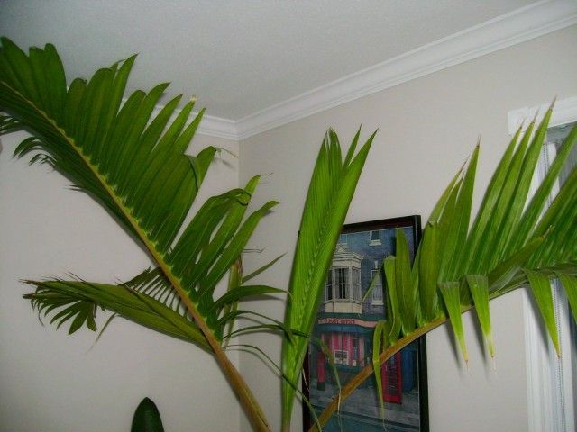 Кімнатні гіофорби-пальми заввишки до 2-х м, але все одно великі і об'ємні