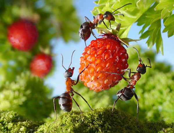 мурахи в саду і на грядках